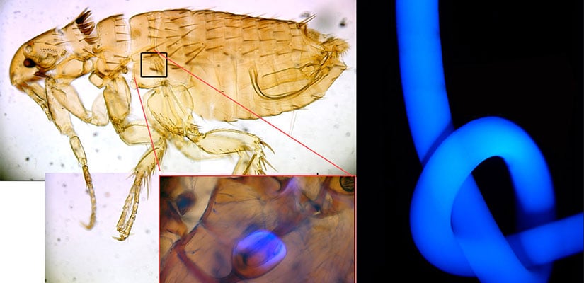 Resilin, highlighted in blue above, is found in insects and is currently the most efficient elastic protein known. Synthetic resilin, at the right, functions like a spring with properties that outpace synthetic rubber.